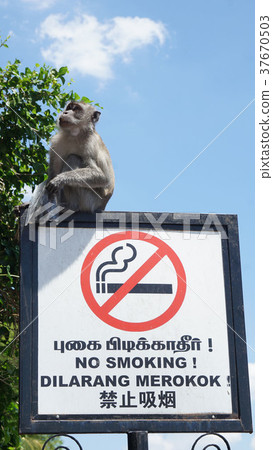 Monkey _ signboard Monkey _ signboard 37670503