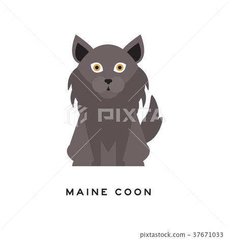 Portrait of maine coon cat. Adorable feline with 37671033