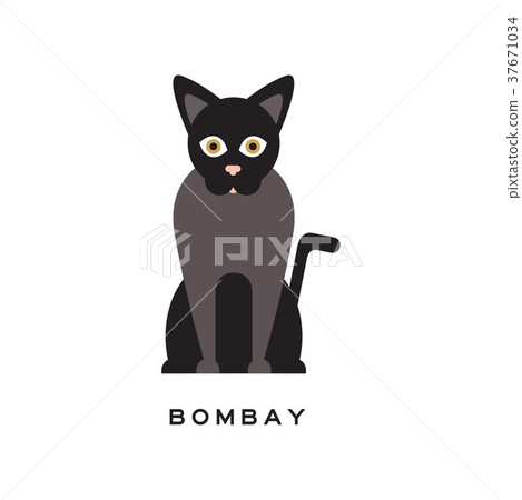 Elegant bombay cat. Type of short-haired feline 37671034