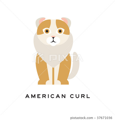 American curl cat. Purebred pet with curled ears 37671036