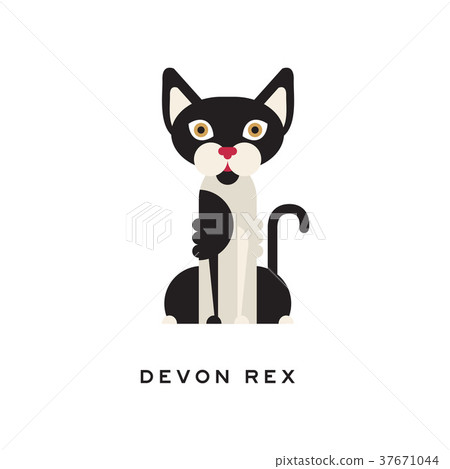 Devon rex, intelligent, short-haired cat. Feline Devon rex, intelligent, short-haired cat. Feline 37671044