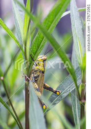 Grasshopper Locust on green leaf Grasshopper Locust on green leaf 37671061