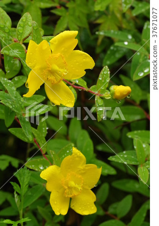 Kinshibai(金梅)花 Kinshibai(金梅)花 37671077
