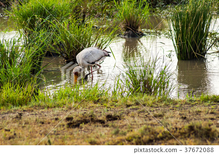 Stork busy fishing in a pond in Maasai Mara Stork busy fishing in a pond in Maasai Mara 37672088