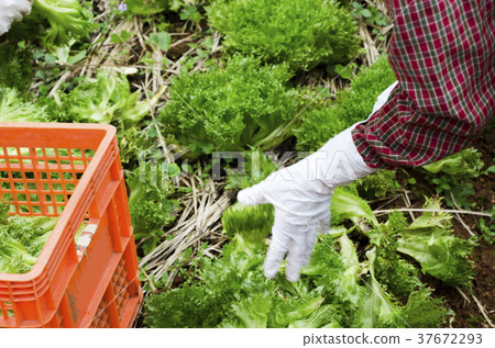 Keeping salads to the basket. 37672293