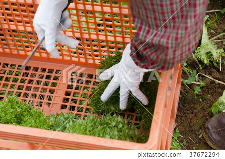 Keeping salads to the basket. Keeping salads to the basket. 37672294
