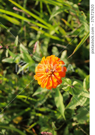 台灣花海百日菊(學名:Zinnia elegans),又稱百日草,為菊科百日菊屬下的一個種。 台灣花海百日菊(學名:Zinnia elegans),又稱百日草,為菊科百日菊屬下的一個種。 37672920