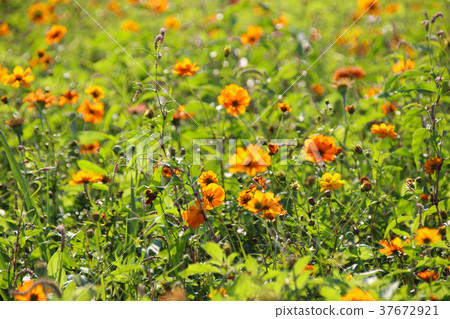 台灣花海百日菊（學名：Zinnia elegans），又稱百日草，為菊科百日菊屬下的一個種。 37672921