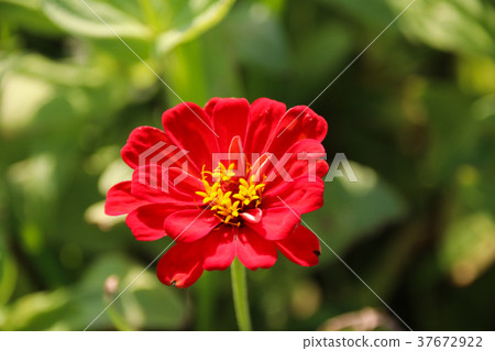 台灣花海百日菊（學名：Zinnia elegans），又稱百日草，為菊科百日菊屬下的一個種。 37672922