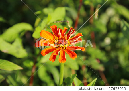 台灣花海百日菊(學名:Zinnia elegans),又稱百日草,為菊科百日菊屬下的一個種。 台灣花海百日菊(學名:Zinnia elegans),又稱百日草,為菊科百日菊屬下的一個種。 37672923