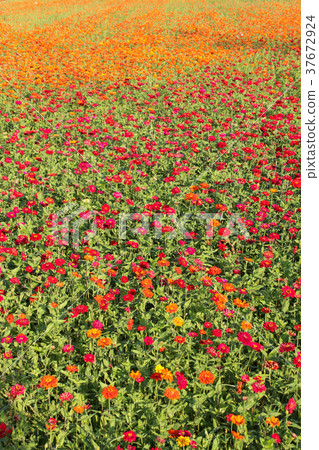 Taiwan flower sea Zinnia (scientific name: Zinnia elegans), also known as Zinnia, is a species under the genus Zinnia. 37672924