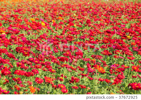 Taiwan flower sea Zinnia (scientific name: Zinnia elegans), also known as Zinnia, is a species under the genus Zinnia. 37672925