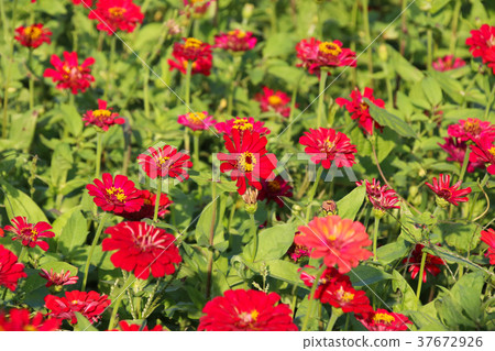 Taiwan flower sea Zinnia (scientific name: Zinnia elegans), also known as Zinnia, is a species under the genus Zinnia. 37672926