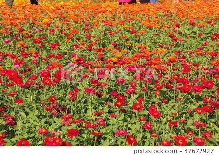 Taiwan flower sea Zinnia (scientific name: Zinnia elegans), also known as Zinnia, is a species under the genus Zinnia. Taiwan flower sea Zinnia (scientific name: Zinnia elegans), also known as Zinnia, is a species under the genus Zinnia. 37672927