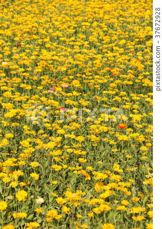台灣花海百日菊（學名：Zinnia elegans），又稱百日草，為菊科百日菊屬下的一個種。 37672928