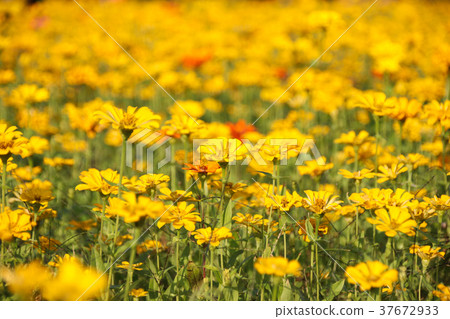 台灣花海百日菊（學名：Zinnia elegans），又稱百日草，為菊科百日菊屬下的一個種。 37672933