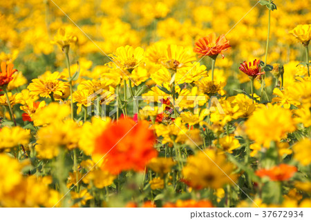 台灣花海百日菊（學名：Zinnia elegans），又稱百日草，為菊科百日菊屬下的一個種。 37672934