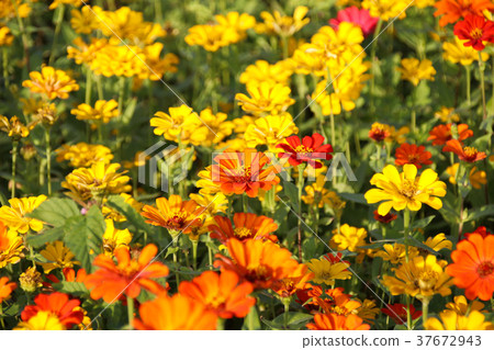 台灣花海百日菊（學名：Zinnia elegans），又稱百日草，為菊科百日菊屬下的一個種。 37672943