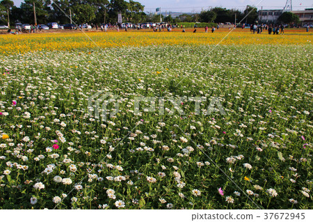 台灣花海百日菊（學名：Zinnia elegans），又稱百日草，為菊科百日菊屬下的一個種。 37672945