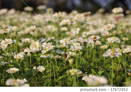 台灣花海百日菊（學名：Zinnia elegans），又稱百日草，為菊科百日菊屬下的一個種。 37672952