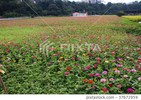 台灣花海百日菊（學名：Zinnia elegans），又稱百日草，為菊科百日菊屬下的一個種。 37672959