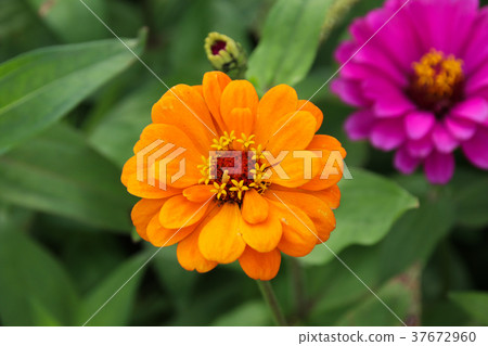 台灣花海百日菊（學名：Zinnia elegans），又稱百日草，為菊科百日菊屬下的一個種。 37672960
