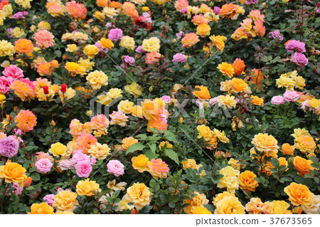 Valentine's Day colored roses Valentine's Day colored roses 37673565