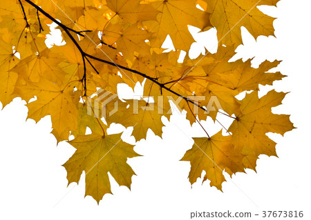 Maple leaves are yellow on branches. Isolated Maple leaves are yellow on branches. Isolated 37673816