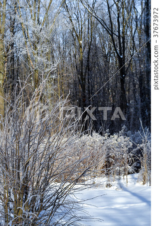 Dry grass covered with white frost and snow. Dry grass covered with white frost and snow. 37673972