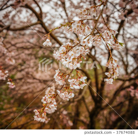 Cherry blossom in Nara, Japan Cherry blossom in Nara, Japan 37674088