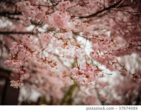 Cherry blossom in Nara, Japan 37674089
