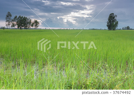 rice plants in paddy field rice plants in paddy field 37674492