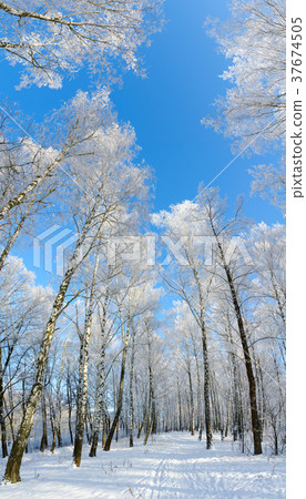 Birch grove in hoarfrost, winter landscape Birch grove in hoarfrost, winter landscape 37674505