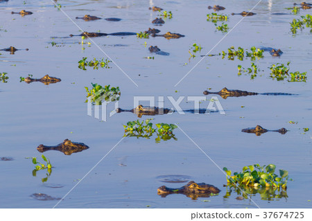 Caiman floating on Pantanal, Brazil 37674725