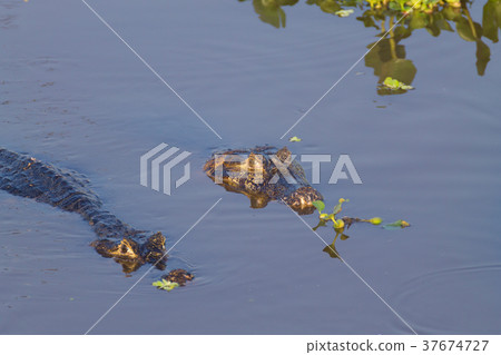 Caiman floating on Pantanal, Brazil 37674727