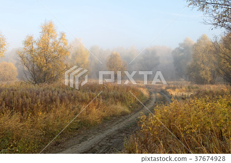 A cold autumn morning in the Siberian forest A cold autumn morning in the Siberian forest 37674928