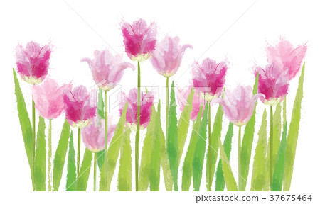 Vector beautiful pink tulips flowers isolated. Vector beautiful pink tulips flowers isolated. 37675464