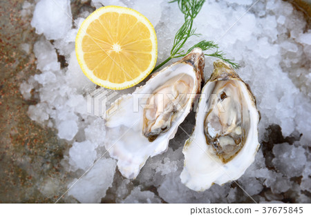 France oysters open and set with ice and lemon France oysters open and set with ice and lemon 37675845