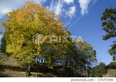 Hinode Town Hilly area of colored leaves 37675946