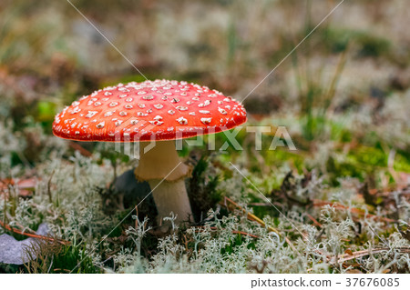 Amanita Muscaria poisonous mushroom 37676085