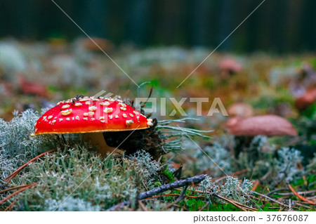 Amanita Muscaria poisonous mushroom Amanita Muscaria poisonous mushroom 37676087