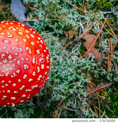 Amanita Muscaria poisonous mushroom Amanita Muscaria poisonous mushroom 37676089