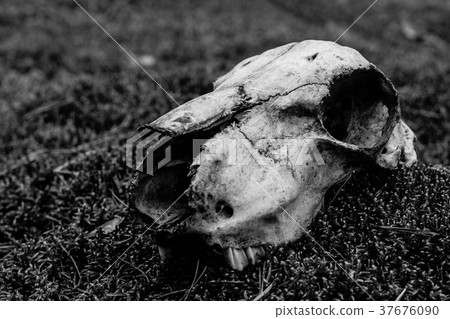 Animal skull on the ground. Loneliness 37676090