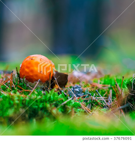Amanita Muscaria poisonous mushroom Amanita Muscaria poisonous mushroom 37676091