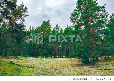 Pine forest green landscape 37676093