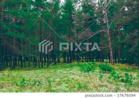 Pine forest green landscape Pine forest green landscape 37676094