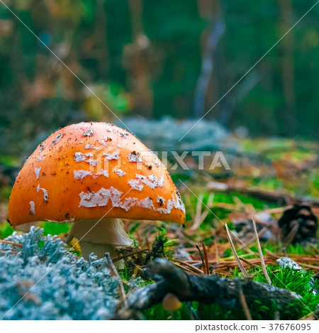 Amanita Muscaria poisonous mushroom 37676095
