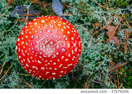 Amanita Muscaria poisonous mushroom 37676096
