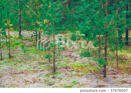 Pine forest green landscape 37676097