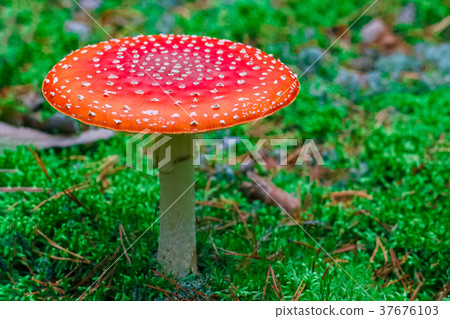 Amanita Muscaria poisonous mushroom Amanita Muscaria poisonous mushroom 37676103